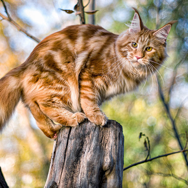 1. Które zdjęcie przedstawia kota syberyjskiego?