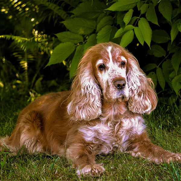 2. Które zdjęcie przedstawia cocker spaniela?