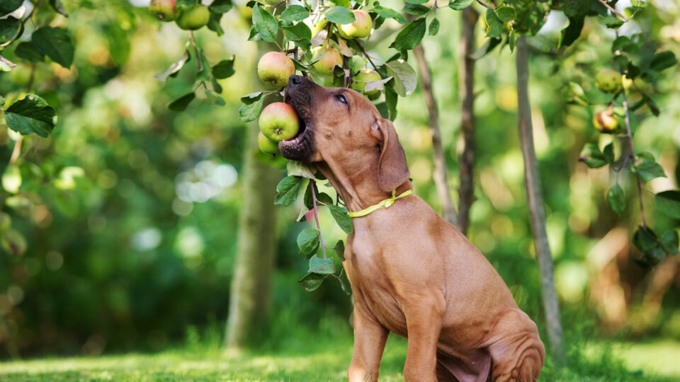 czy pies może jeść jabłko
jabłko dla psa
jabłko w diecie psa