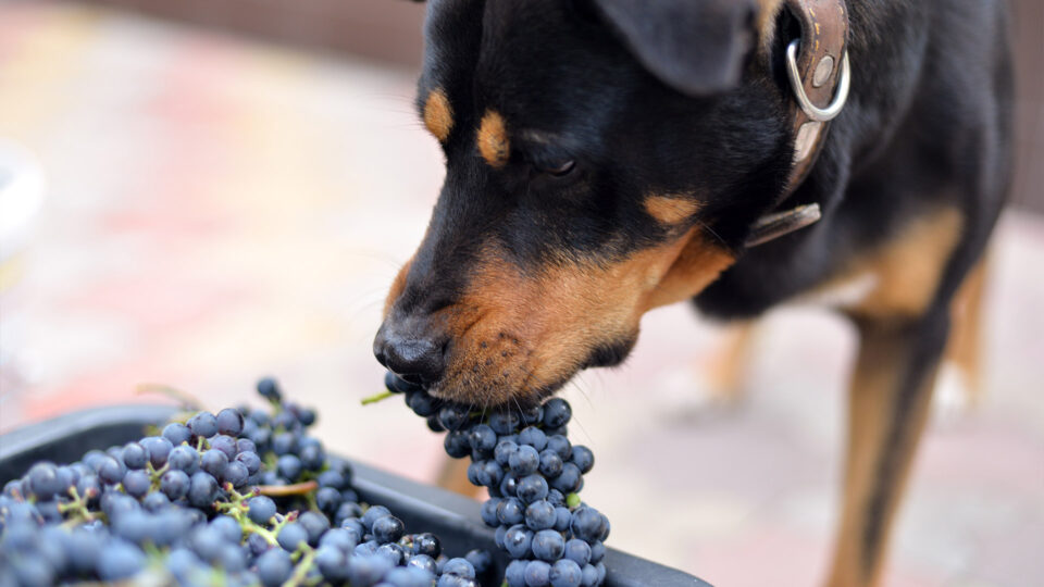 czy pies może jeść winogrona