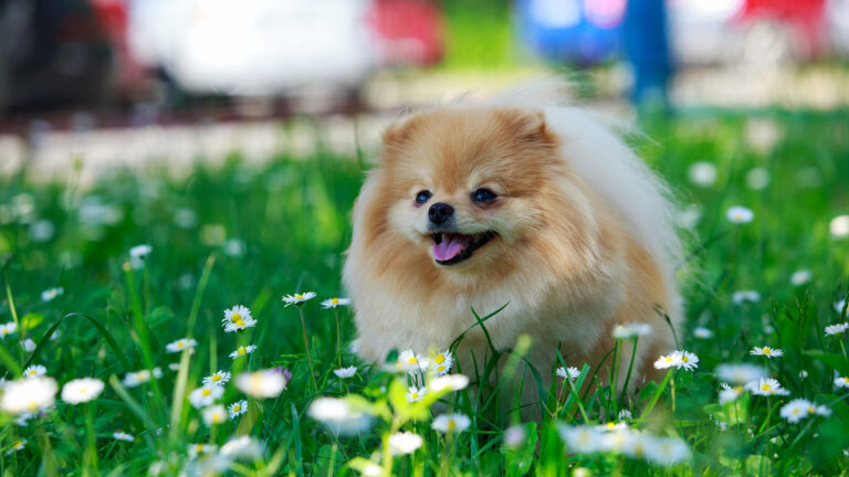 Pomeranian – QUIZ