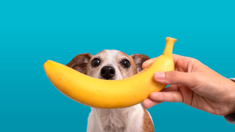 Czy pies może jeść banany? Banan dla psa