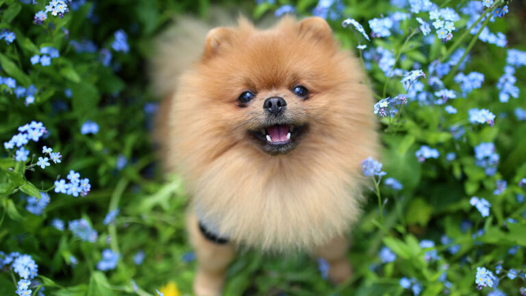 Pomeranian – wszystko o rasie