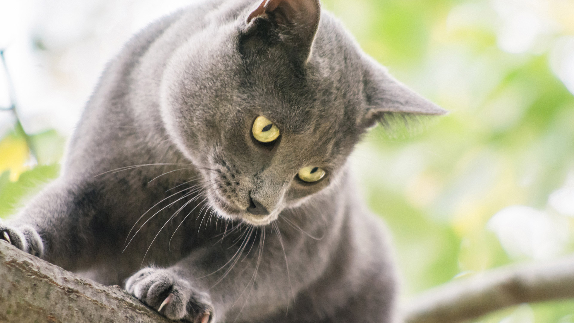 1. Które zdjęcie przedstawia kota brytyjskiego krótkowłosego?