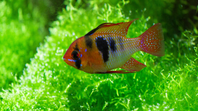 Pielęgniczka Ramireza (Mikrogeophagus ramirezi) – opis gatunku