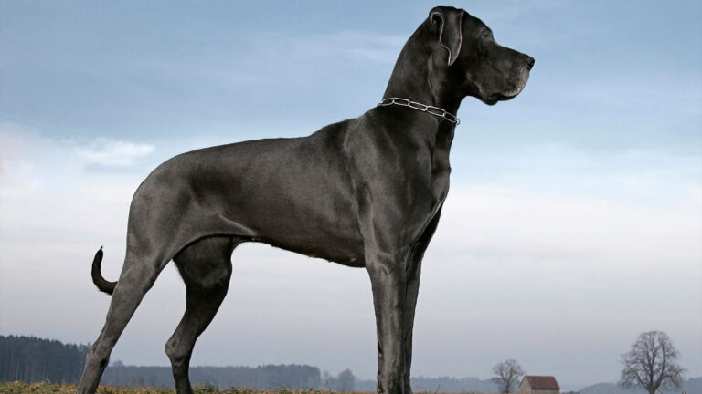 Dog niemiecki – QUIZ