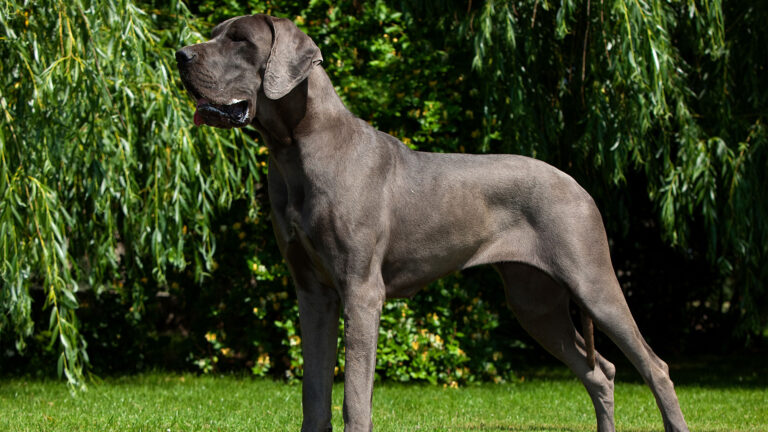 Dog niemiecki – wszystko o rasie