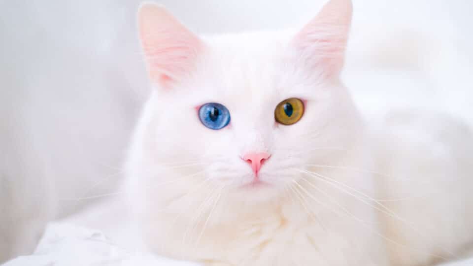Angora Turecka – QUIZ
