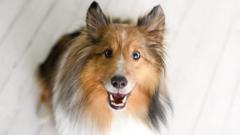 Małe Psy – Poznaj Mniej Popularne Rasy