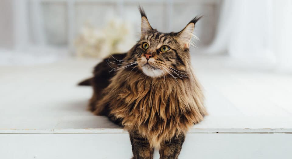 największe koty domowe, maine coon