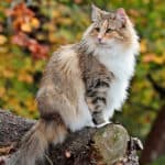 Kot norweski leśny – QUIZ