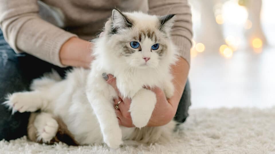 kota rasy ragdoll