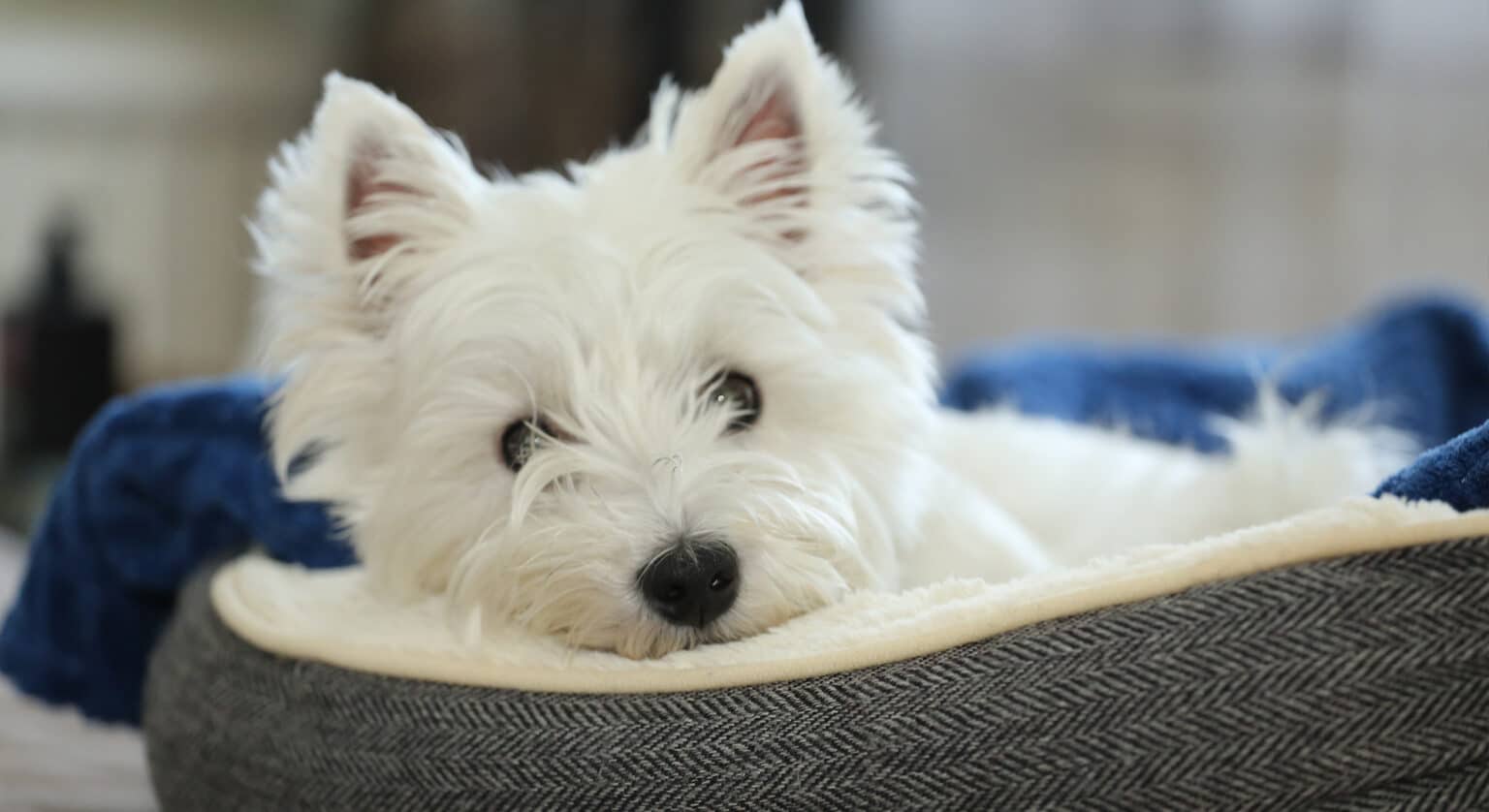 box-white-terrier-1536x838.jpg