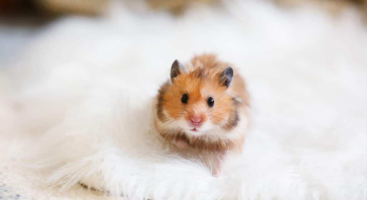 header-hamster-alegia