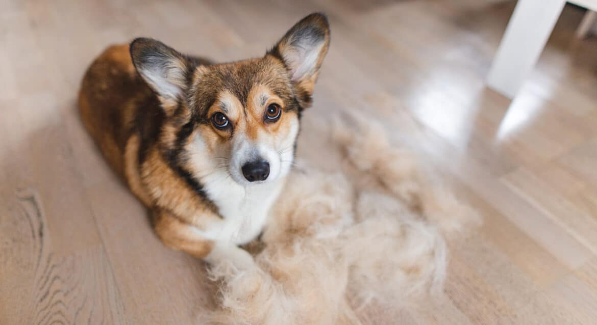 header-shedding