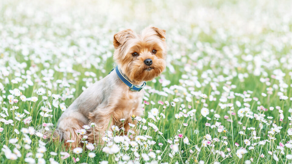 Yorkshire terrier