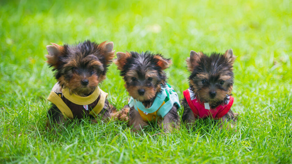 Yorkshire terrier szczeniak, york