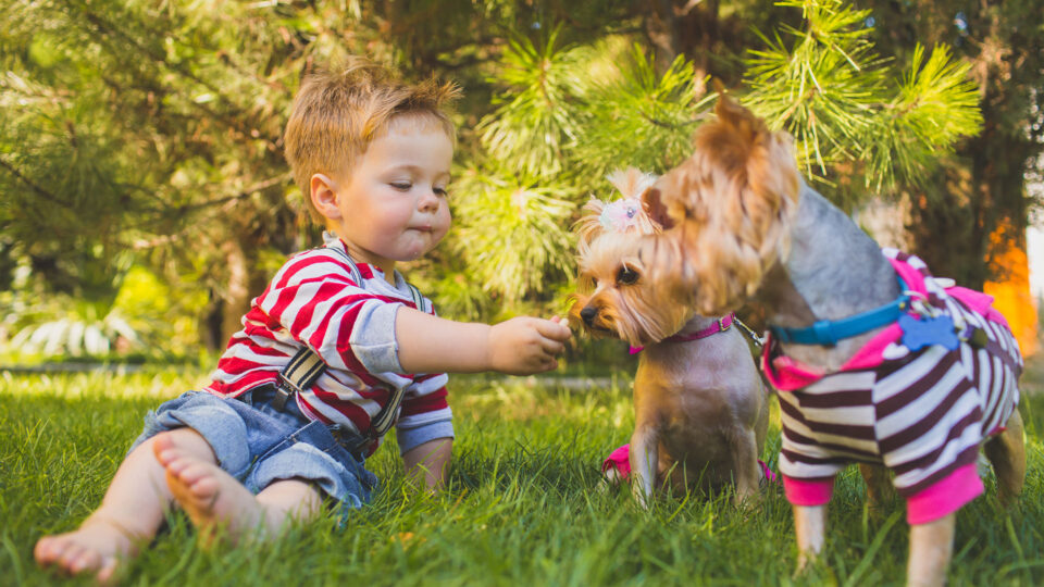 jaki jest york, Yorkshire terrier a dzieci