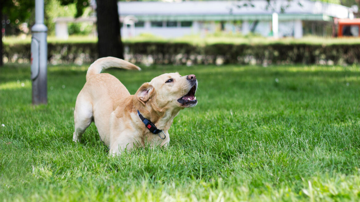 header-bark-1