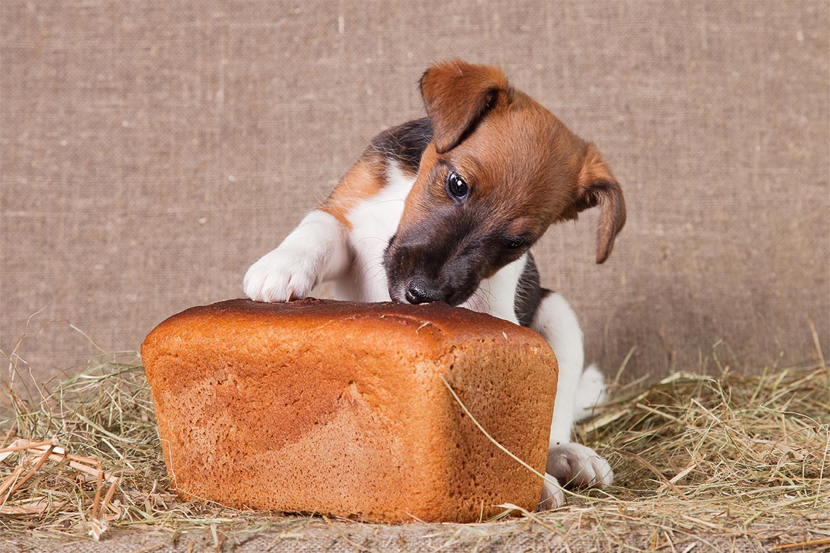 czy pies może jeść chleb