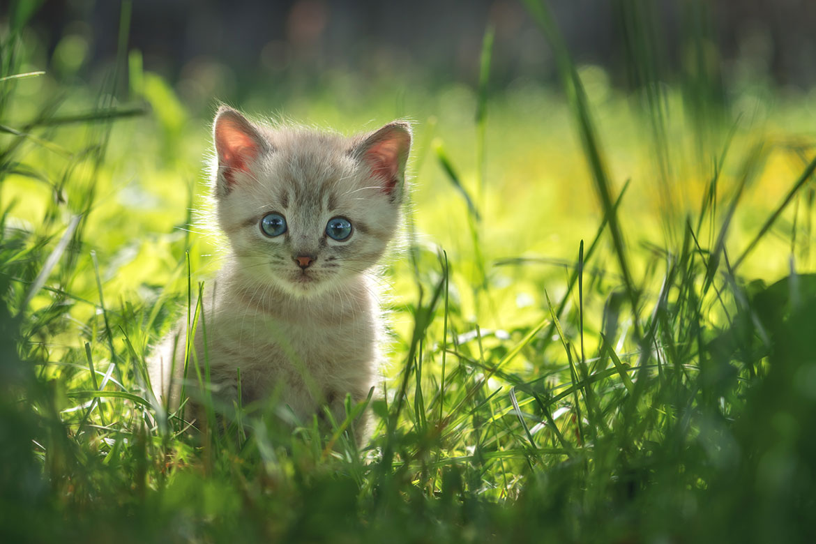 header-cat-kitten-brit