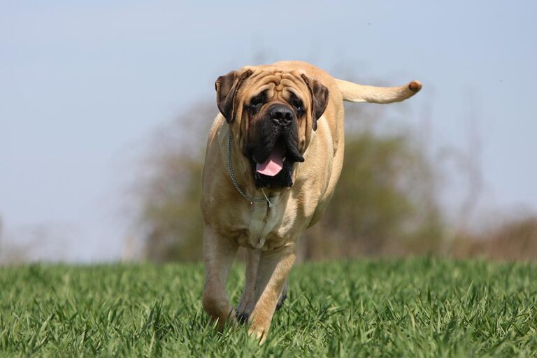 Rasy psów dużych. Popularne duże psy. Charakterystyka i wygląd - PETS STYLE