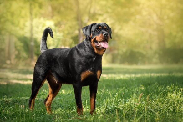 Rasy psów dużych. Popularne duże psy. Charakterystyka i wygląd - PETS STYLE