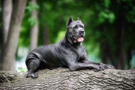 Rasy psów dużych. Popularne duże psy. Charakterystyka i wygląd - PETS STYLE