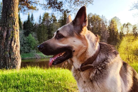 Rasy psów dużych. Popularne duże psy. Charakterystyka i wygląd - PETS STYLE