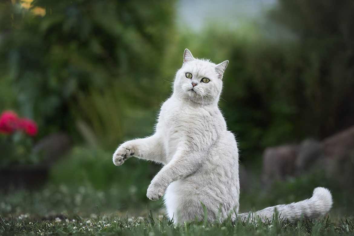 header-cat-trick