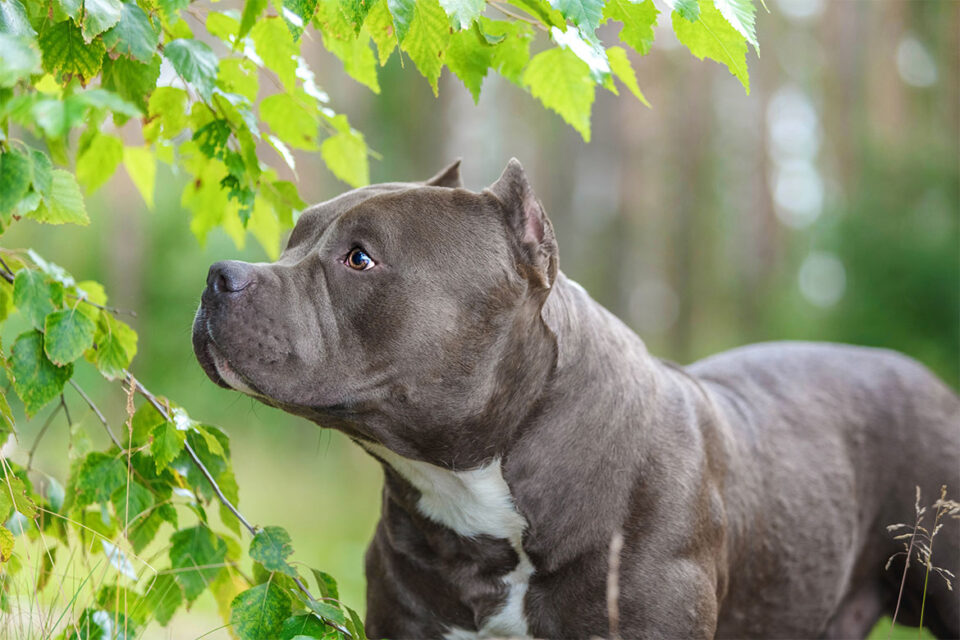 american bully