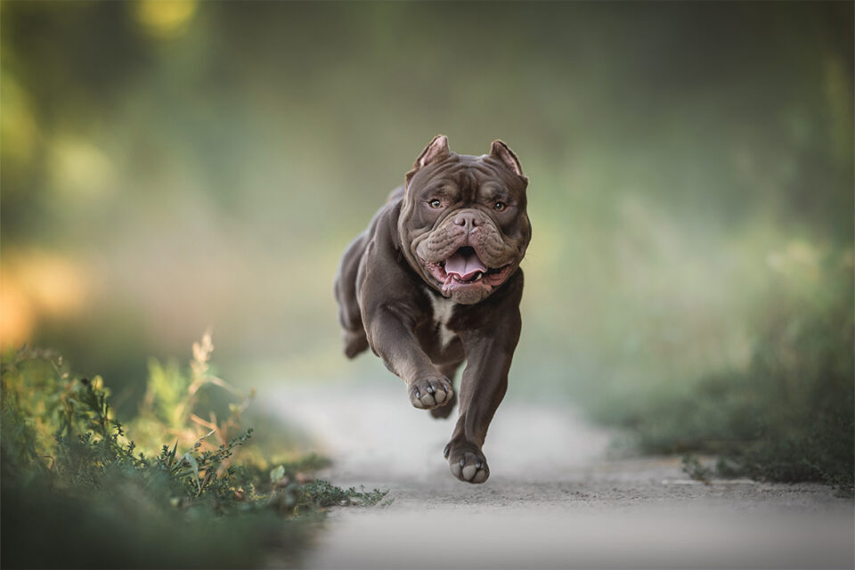 american bully pies