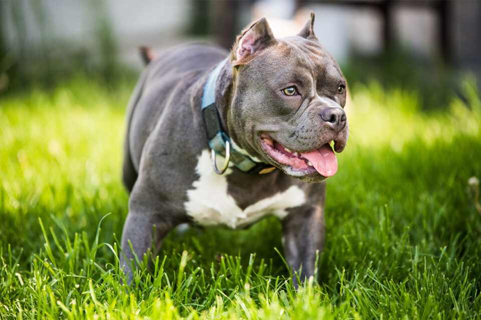 pies rasy american bully