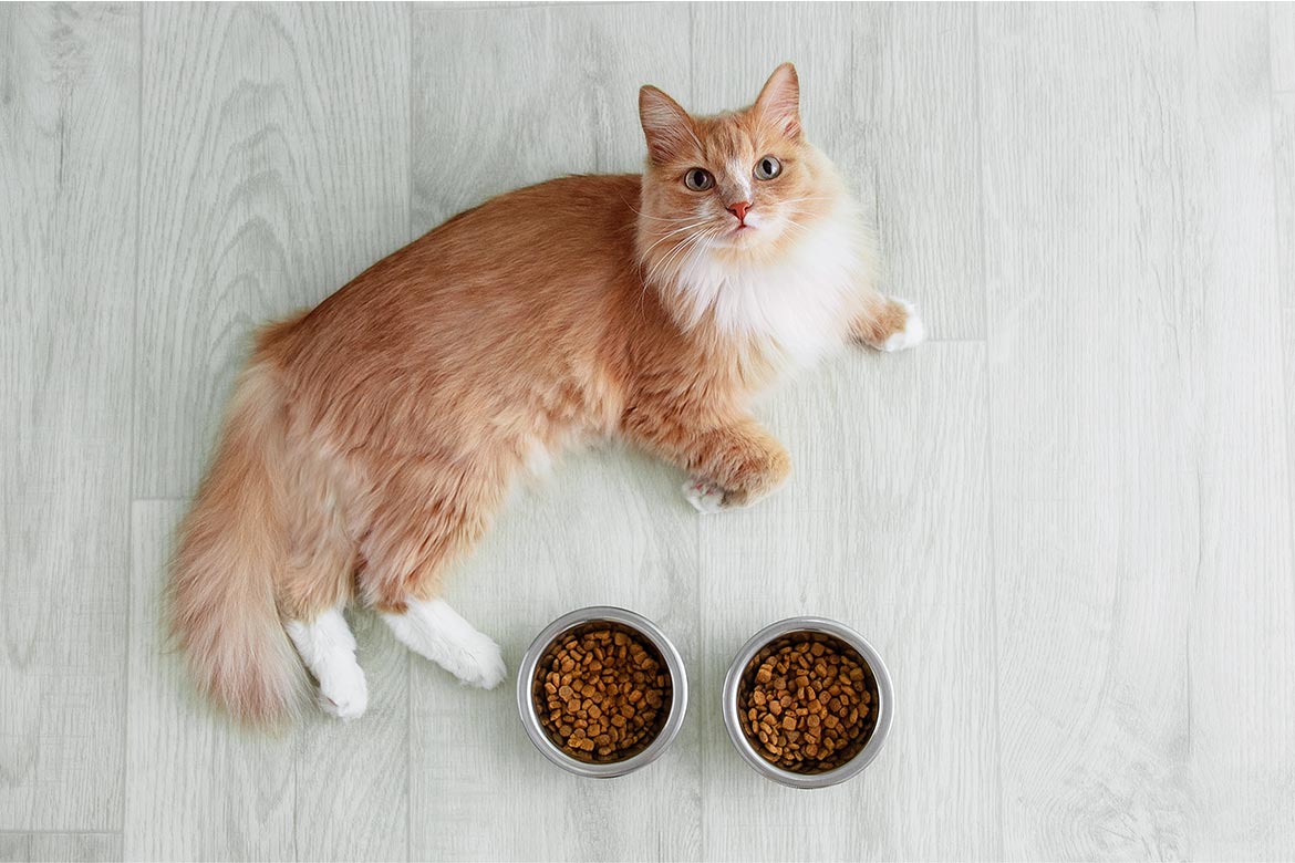 header-cat-sterilized