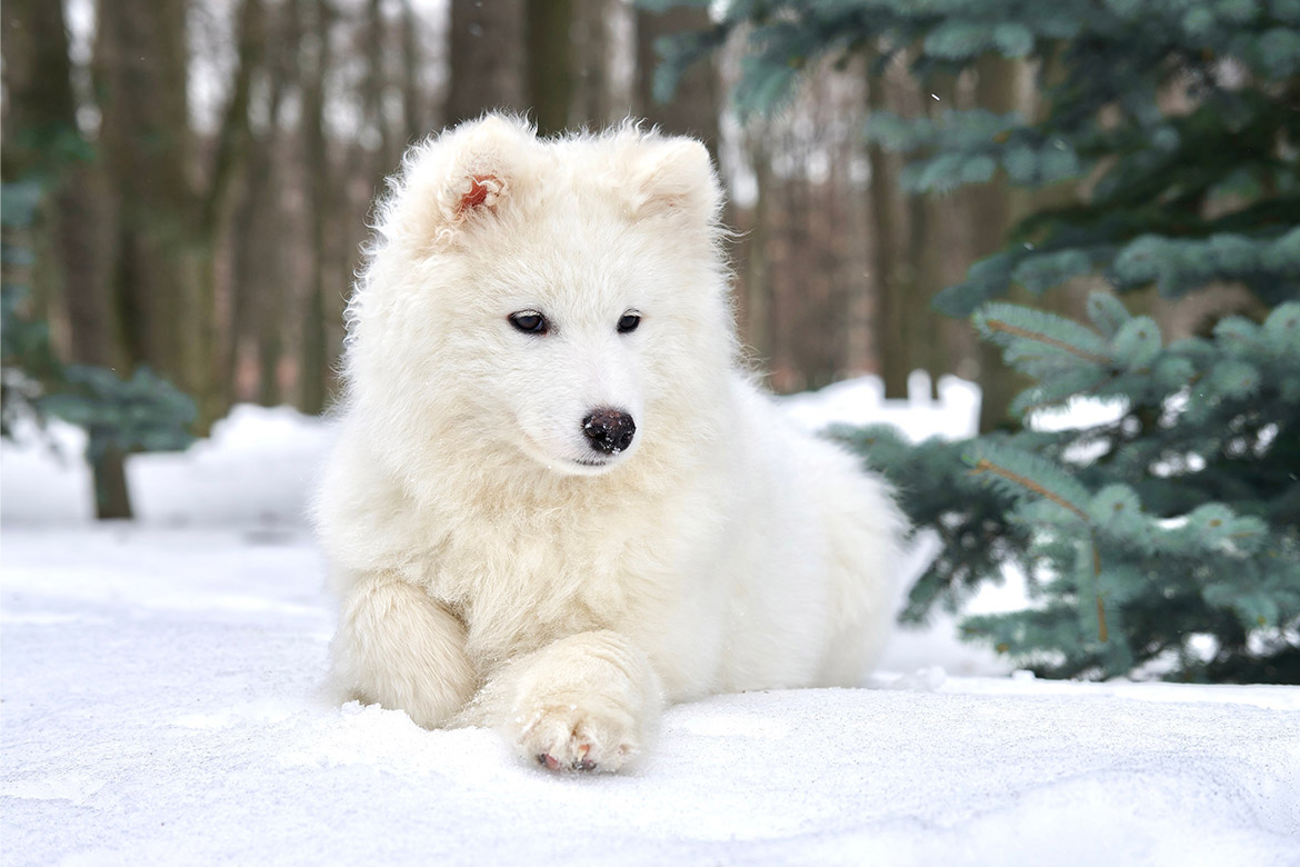 biały pies na śniegu