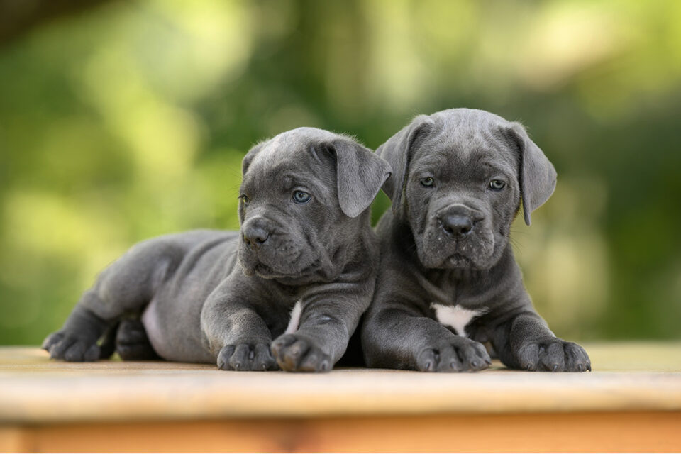 szczeniaki cane corso