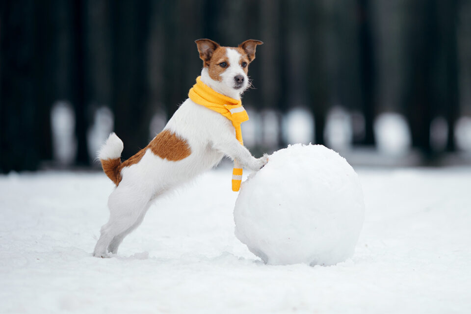 pies w szaliku opiera się o kulę śnieżną