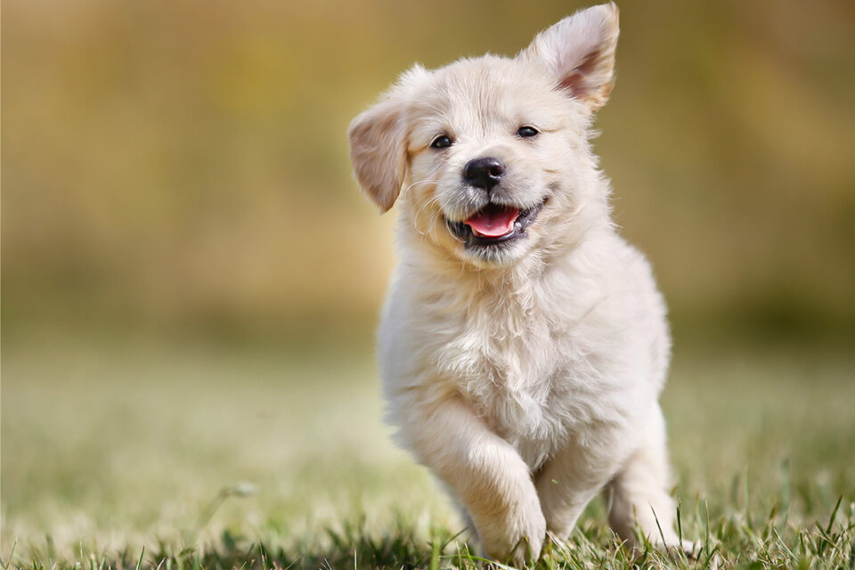 biegnący szczeniak golden retriever