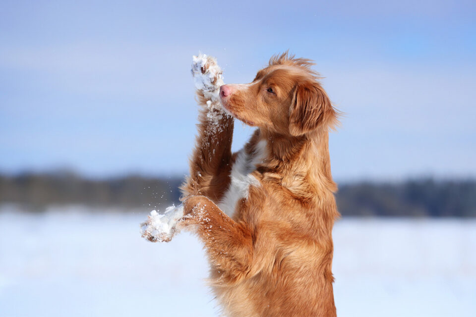 pies z łapami w śniegu
