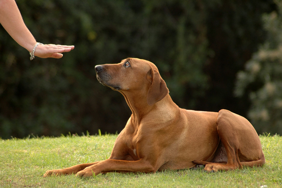 header-dog-down