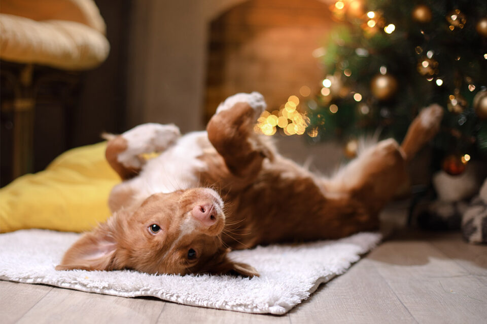 komfort psa w święta - Boże Narodzenie z psem