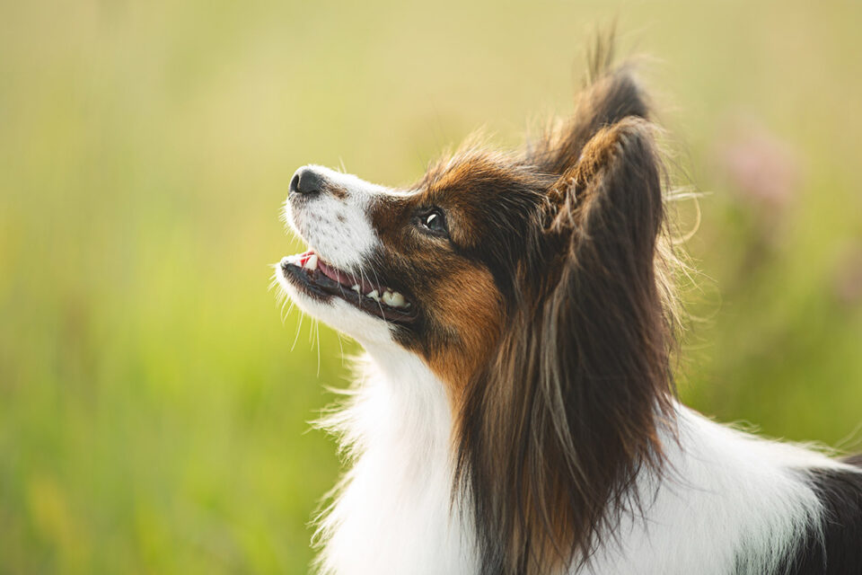 spaniel kontynentalny miniaturowy papillon