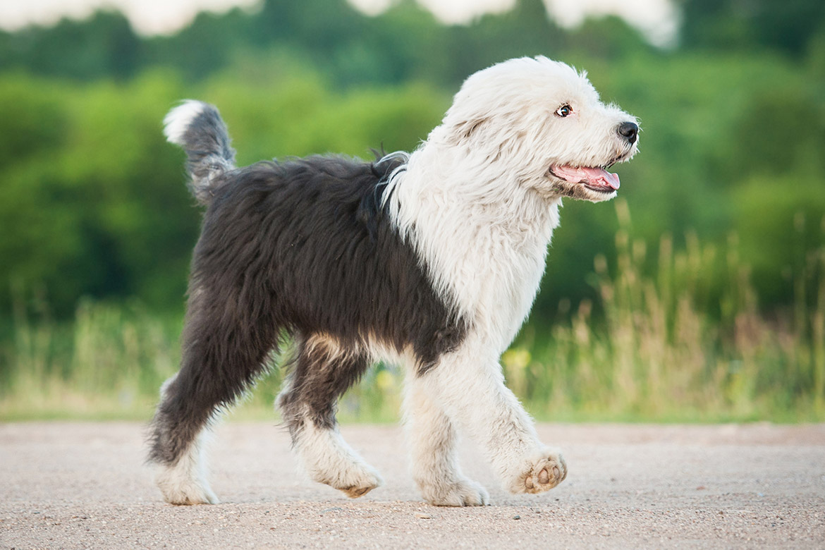 header-dog-bobtail-quiz szczeniak bobtail