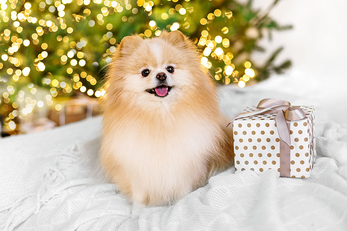 header-dog-christmas-presents szpic miniaturowy i prezent pod choinkę