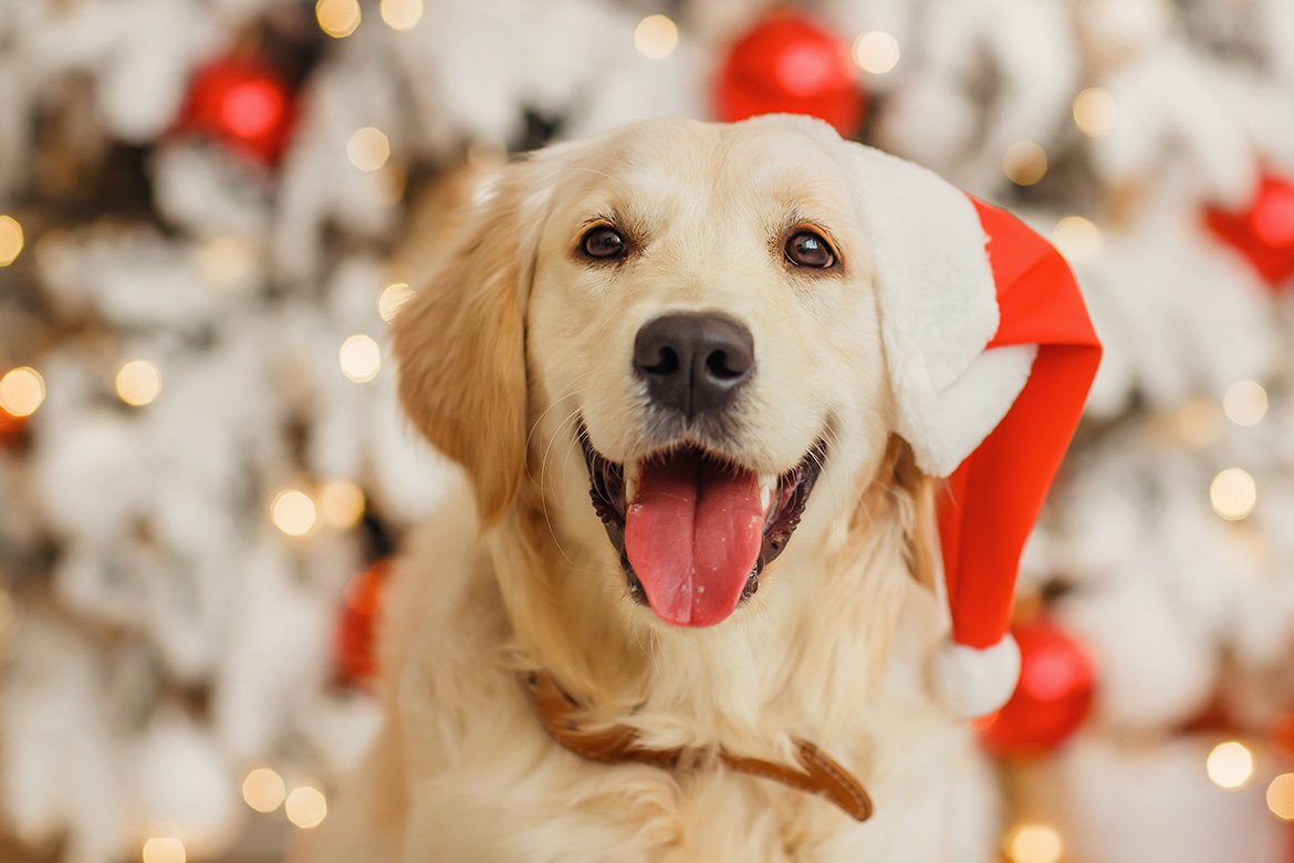 header-dog-christmas-safety Jak zapewnić psu bezpieczeństwo podczas świąt