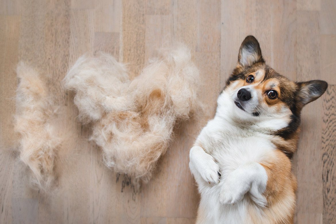 header-dog-hairloss corgi i sierść