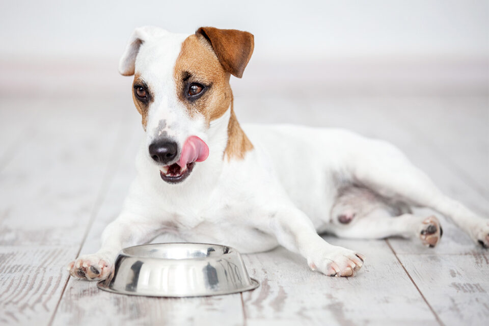 alergia pokarmowa u psa