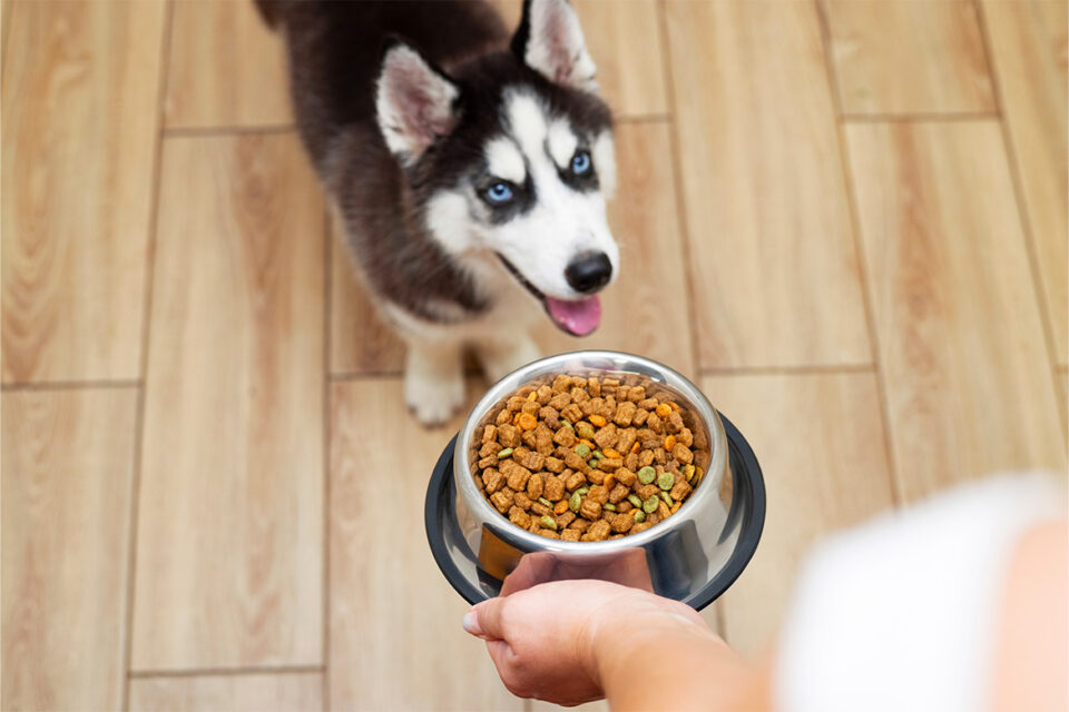 husky czeka na posiłek