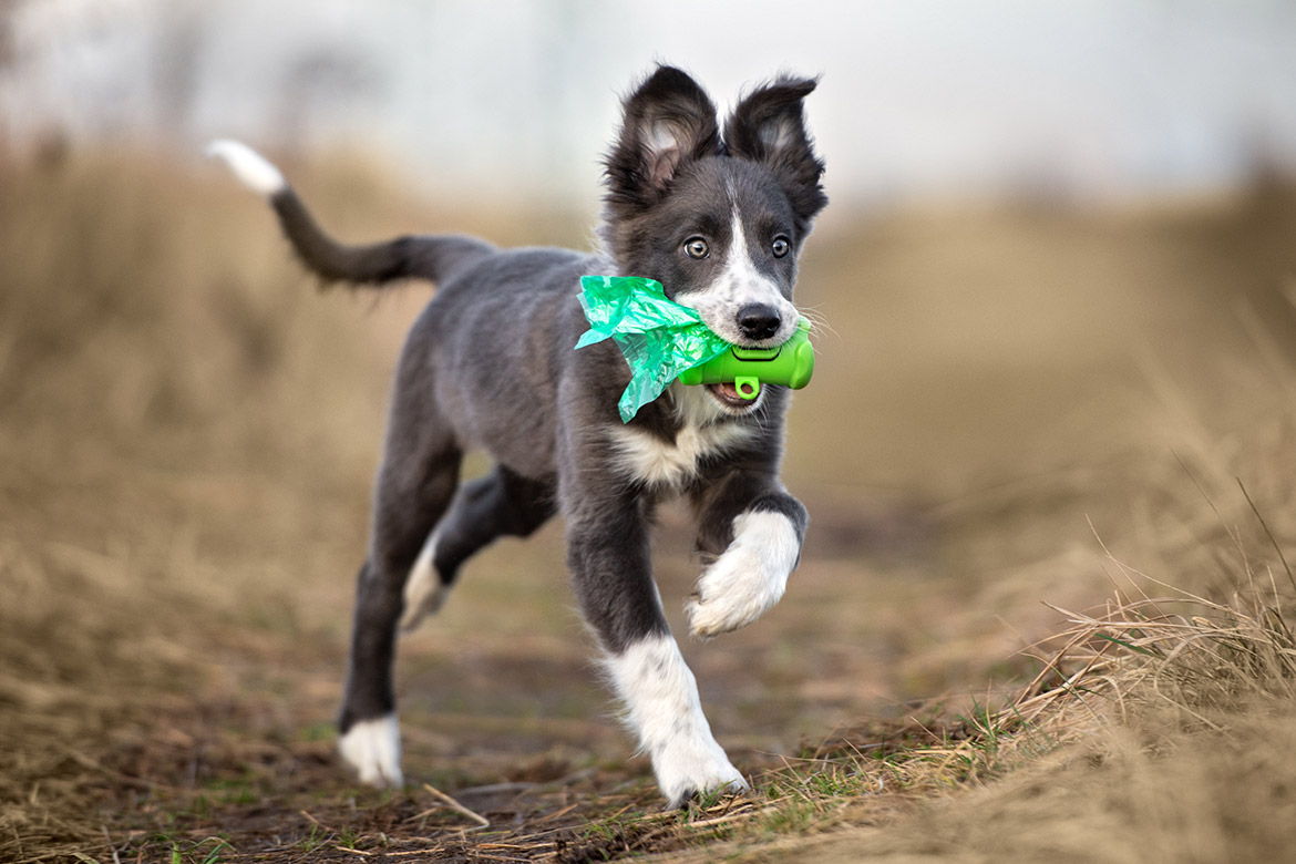 ekologiczne sprzątanie po psie