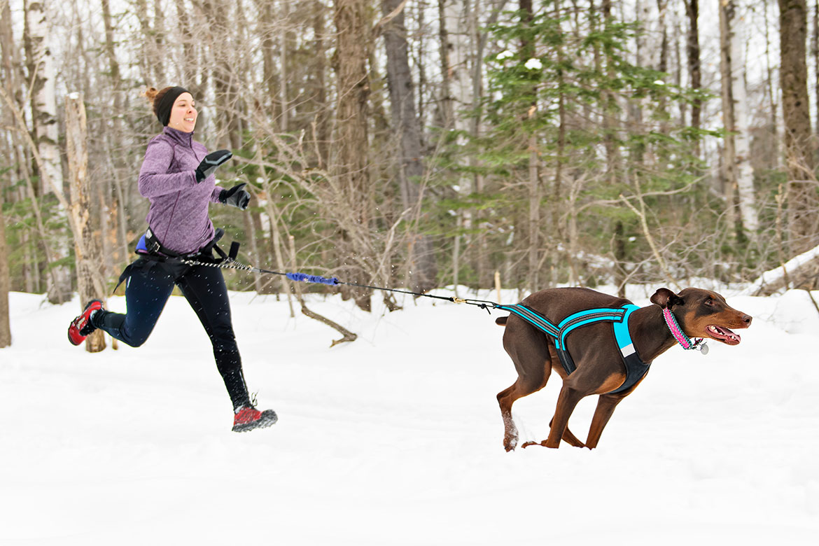 header-dog-winterjogging bieganie z psem zimą